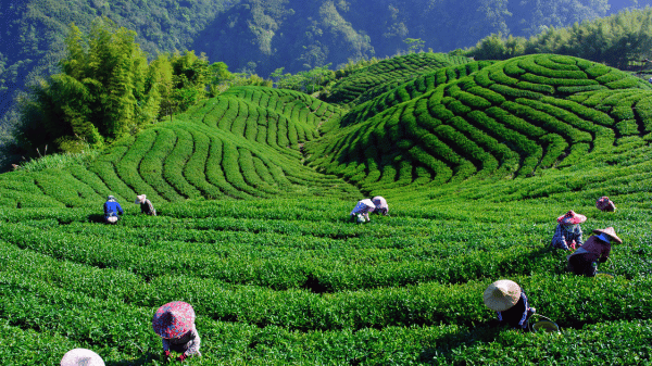 綠茶園